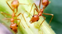 Faraohs ant: leírás, kár és birkózási módszerek